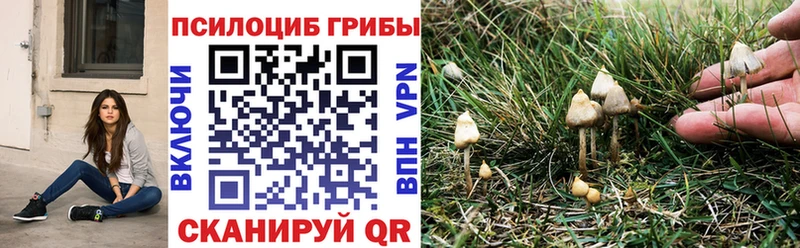Галлюциногенные грибы Psilocybine cubensis  Андреаполь 